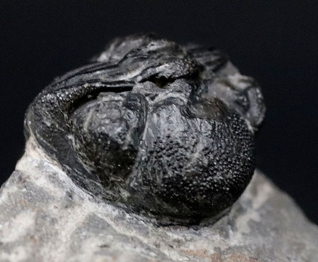 可愛らしいフォルムにご注目ください!およそ4億年前の三葉虫、リードプス(Reedops)の化石(その8)
