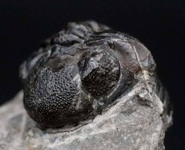 可愛らしいフォルムにご注目ください！およそ４億年前の三葉虫、リードプス（Reedops）の化石（その9）