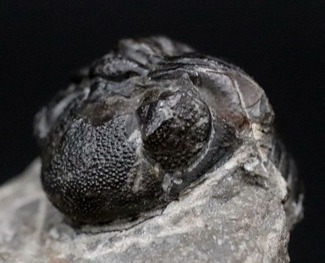 可愛らしいフォルムにご注目ください!およそ4億年前の三葉虫、リードプス(Reedops)の化石(その9)