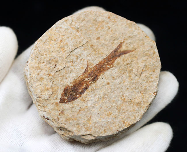 米国ワイオミング州の有名化石、絶滅古代魚、ナイティア(Knightia eocaena)(その2)