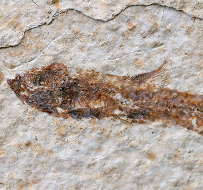 米国ワイオミング州の有名化石、絶滅古代魚、ナイティア(Knightia eocaena)(その3)