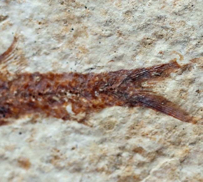 米国ワイオミング州の有名化石、絶滅古代魚、ナイティア（Knightia