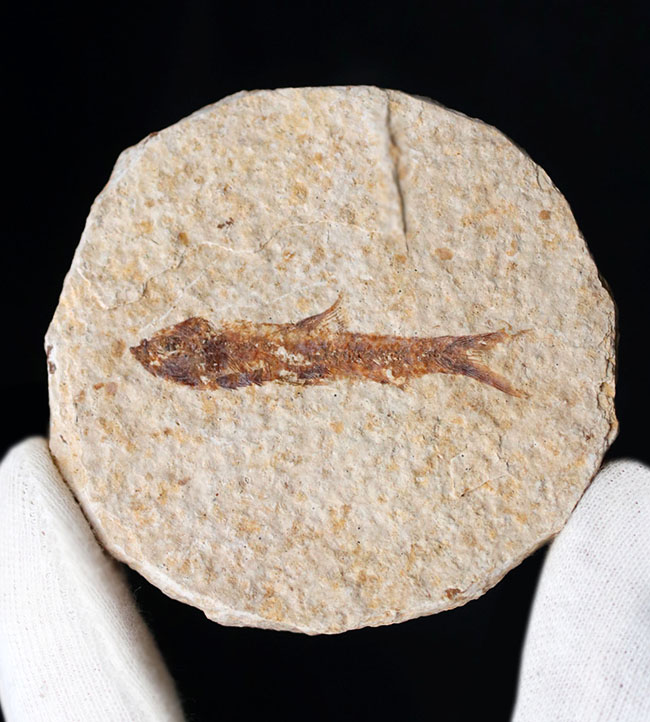 米国ワイオミング州の有名化石、絶滅古代魚、ナイティア（Knightia eocaena）（その5）
