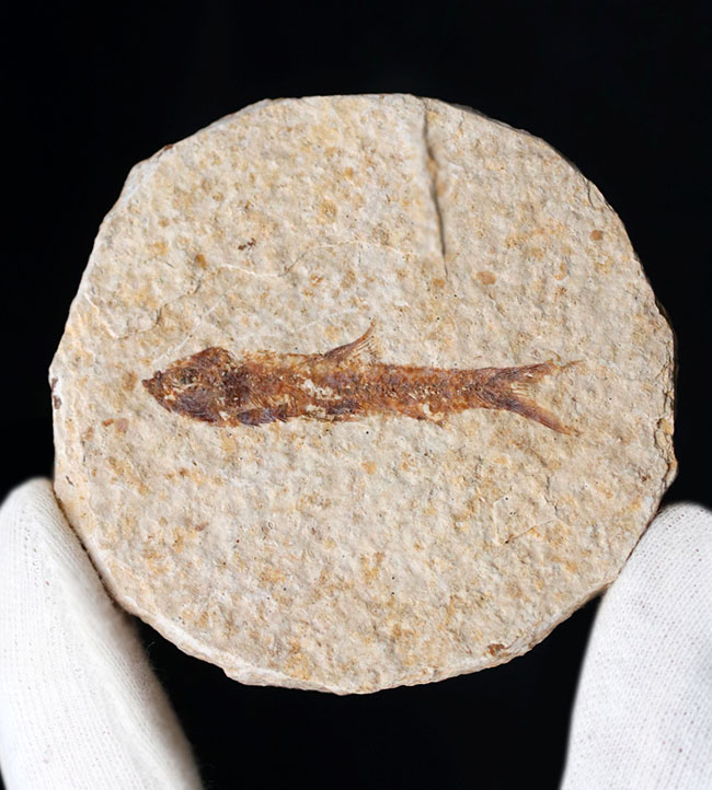 米国ワイオミング州の有名化石、絶滅古代魚、ナイティア(Knightia eocaena)(その5)