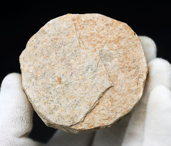 米国ワイオミング州の有名化石、絶滅古代魚、ナイティア(Knightia eocaena)(その6)