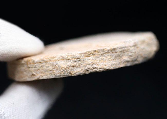 米国ワイオミング州の有名化石、絶滅古代魚、ナイティア(Knightia eocaena)(その7)