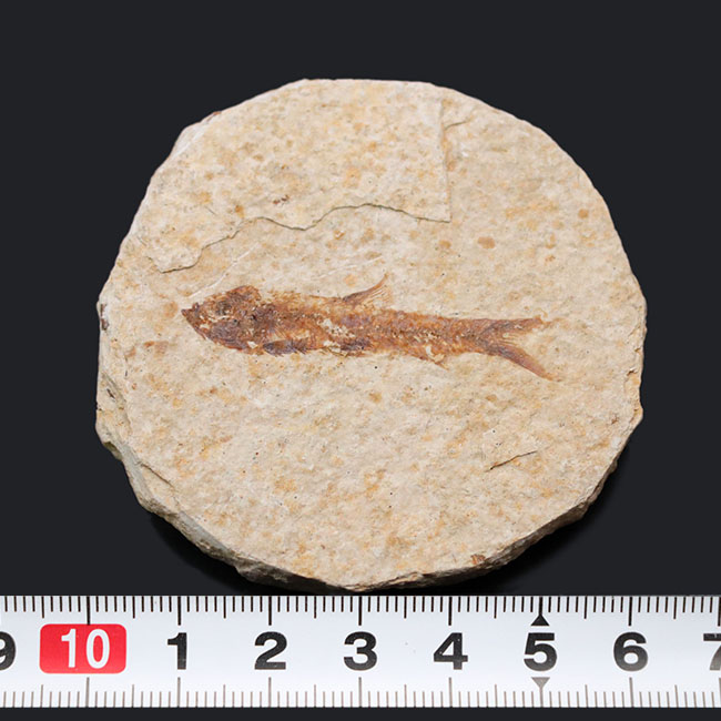 米国ワイオミング州の有名化石、絶滅古代魚、ナイティア（Knightia eocaena）（その8）