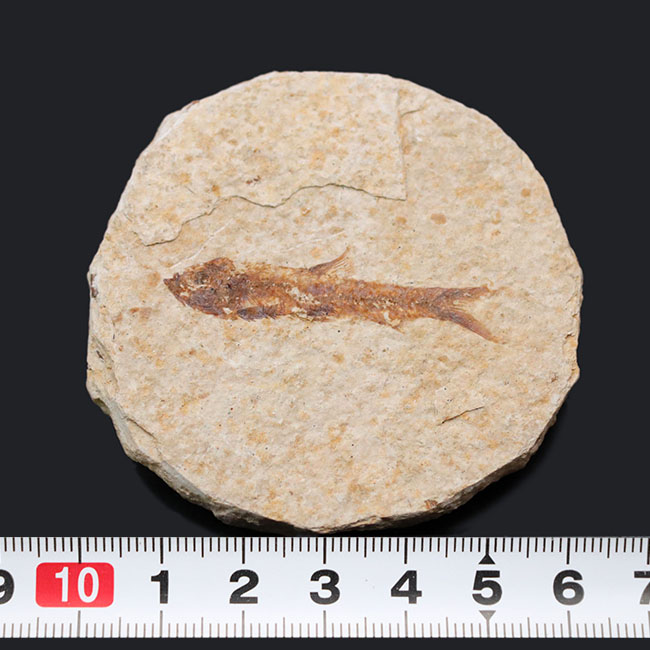 米国ワイオミング州の有名化石、絶滅古代魚、ナイティア(Knightia eocaena)(その8)