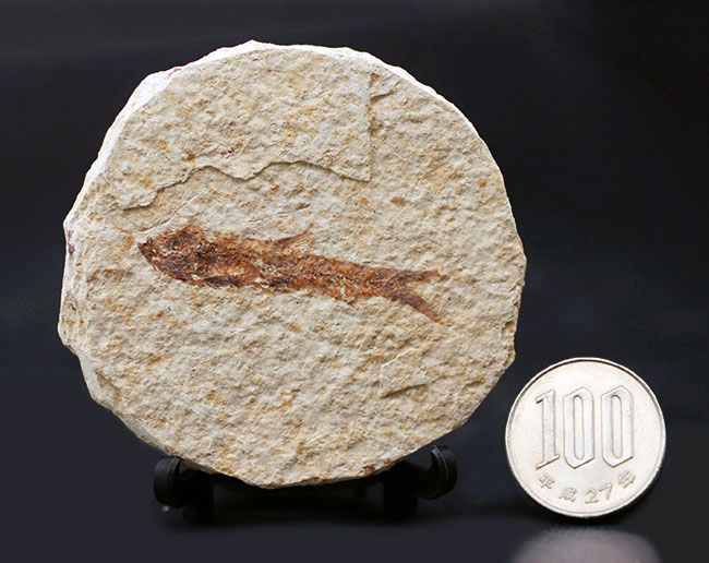 米国ワイオミング州の有名化石、絶滅古代魚、ナイティア（Knightia eocaena）（その9）