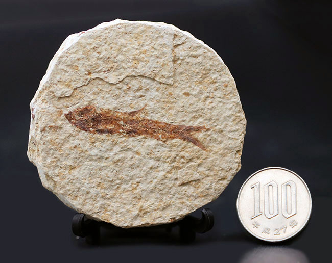 米国ワイオミング州の有名化石、絶滅古代魚、ナイティア(Knightia eocaena)(その9)
