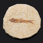米国ワイオミング州の有名化石、絶滅古代魚、ナイティア（Knightia eocaena）