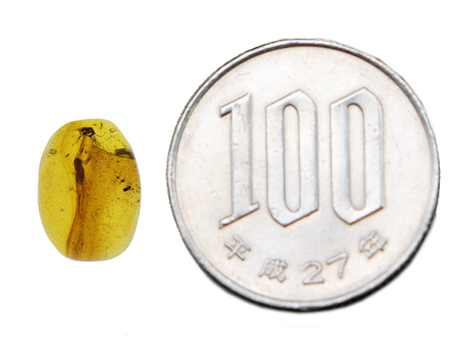 虫入り！白亜紀に起源を持つ希少な琥珀、バーマイト（Burmite） 化石 販売