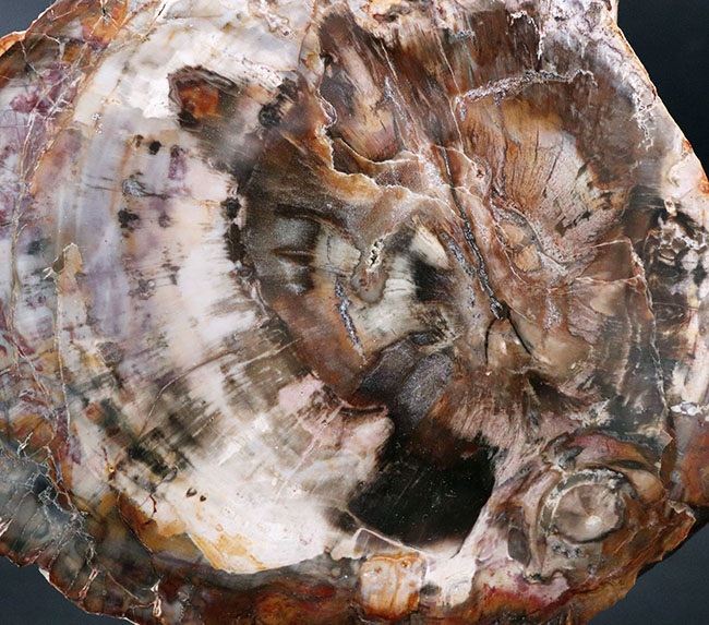 オシャレな展示台付きでそのまま展示できる！樹木の幹が宝石化した化石、珪化木（Petrified wood）。一体型のスタンドで巨体が支えられています（その3）