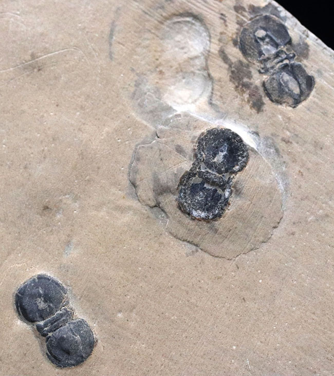 ３体同居！カンブリア紀中期に現れ姿を消した謎多き三葉虫、ペロノプシス（Peronopsis interstrictus）のマルチプレート化石（その1）