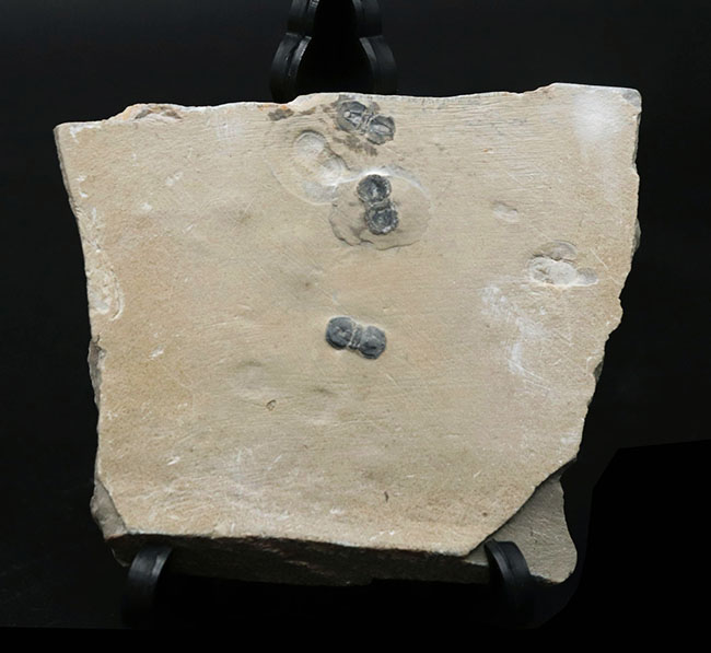 ３体同居！カンブリア紀中期に現れ姿を消した謎多き三葉虫、ペロノプシス（Peronopsis interstrictus）のマルチプレート化石（その2）