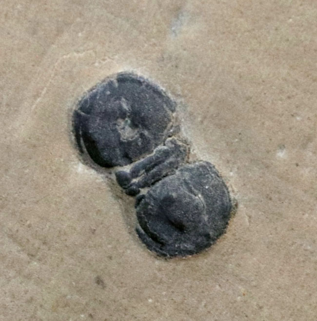 ３体同居！カンブリア紀中期に現れ姿を消した謎多き三葉虫、ペロノプシス（Peronopsis interstrictus）のマルチプレート化石（その5）
