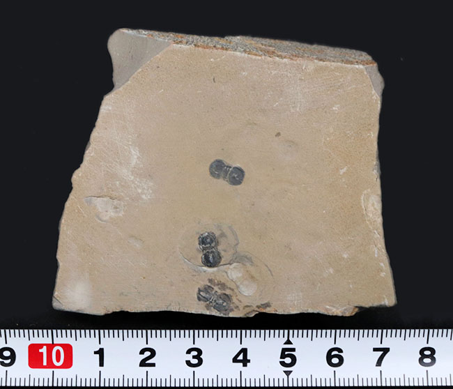 ３体同居！カンブリア紀中期に現れ姿を消した謎多き三葉虫、ペロノプシス（Peronopsis interstrictus）のマルチプレート化石（その7）