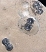 ３体同居！カンブリア紀中期に現れ姿を消した謎多き三葉虫、ペロノプシス（Peronopsis interstrictus）のマルチプレート化石