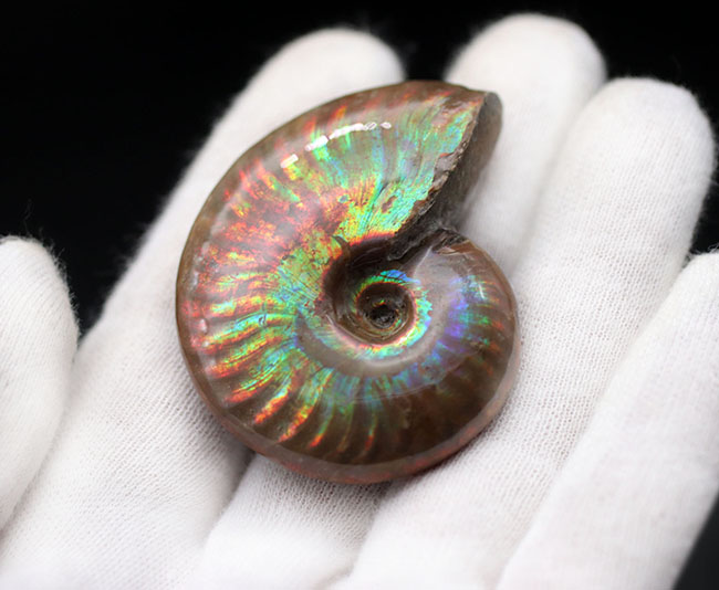 ハイクラス!厳選品ならではの輝き!マダガスカル産の遊色アンモナイト、クレオニセラス(Cleoniceras)(その4)