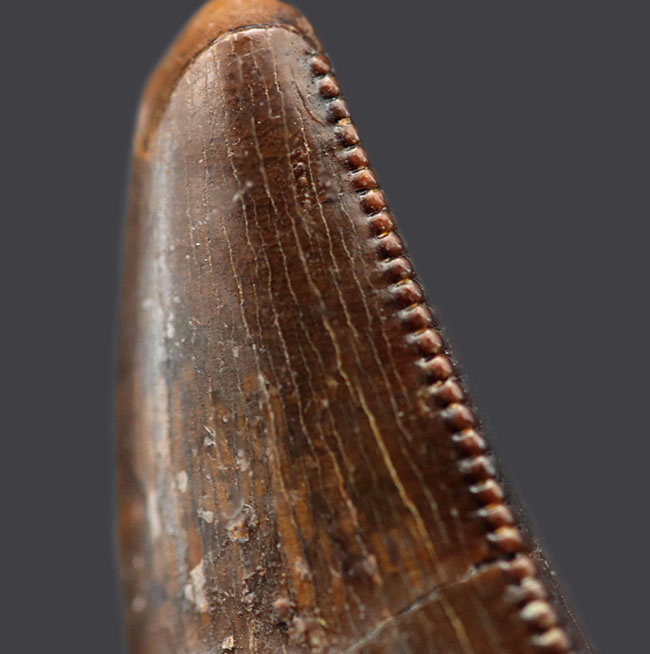 ナチュラル&ビューティー、極めて上質な保存状態を誇る、希少なティラノサウルス(Tyrannosaurus rex)の歯化石(その7)