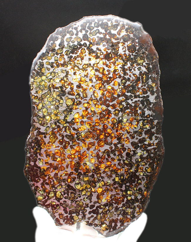 驚愕の一言！最大幅２５センチ！ケニア・セリコ産のメガサイズのパラサイト隕石（本体防錆処理済み）。かんらん石の保存状態も極めて良好（その1）