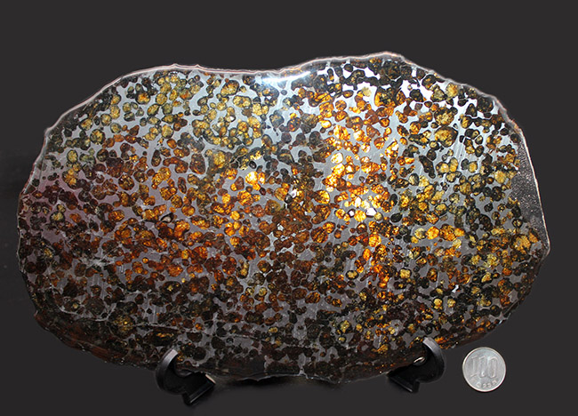 驚愕の一言！最大幅２５センチ！ケニア・セリコ産のメガサイズのパラサイト隕石（本体防錆処理済み）。かんらん石の保存状態も極めて良好（その12）