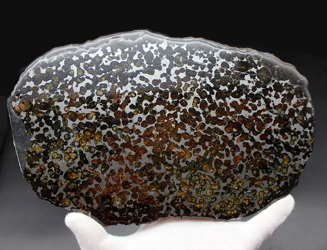 驚愕の一言！最大幅２５センチ！ケニア・セリコ産のメガサイズのパラサイト隕石（本体防錆処理済み）。かんらん石の保存状態も極めて良好（その6）