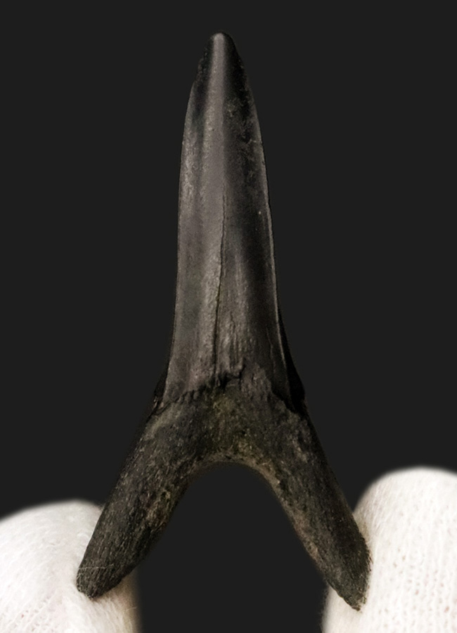 古代のゴブリンシャークの仲間であり、白亜紀に北米大陸を横断していた内海に生息していた軟骨魚類、スカパノリンクス・テクサヌス (Scapanorhynchus texanus) の歯の化石(その2)