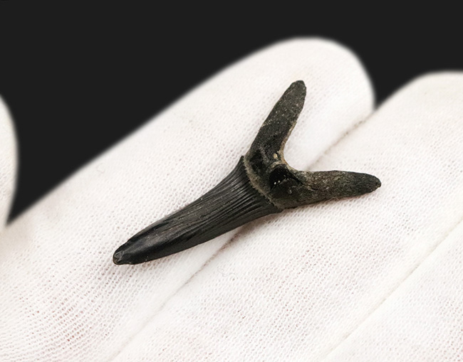 古代のゴブリンシャークの仲間であり、白亜紀に北米大陸を横断していた内海に生息していた軟骨魚類、スカパノリンクス・テクサヌス (Scapanorhynchus texanus) の歯の化石(その3)