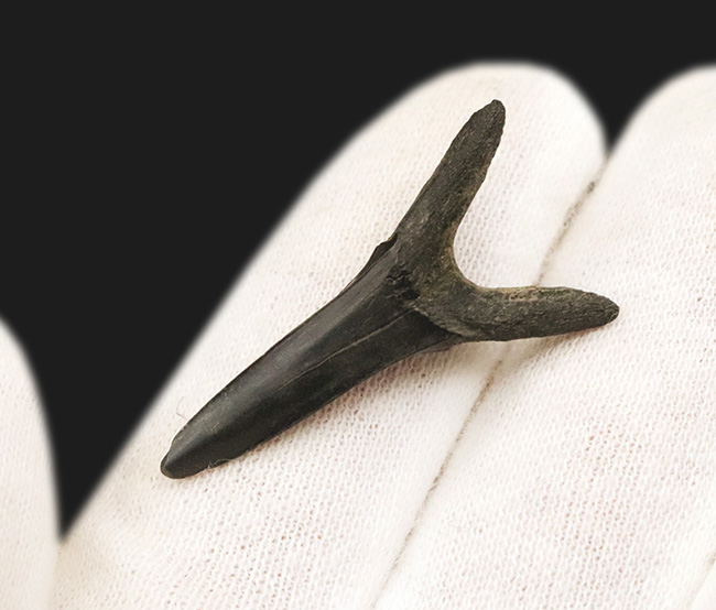 古代のゴブリンシャークの仲間であり、白亜紀に北米大陸を横断していた内海に生息していた軟骨魚類、スカパノリンクス・テクサヌス (Scapanorhynchus texanus) の歯の化石(その4)