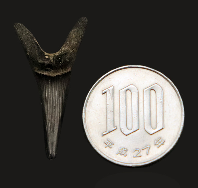 古代のゴブリンシャークの仲間であり、白亜紀に北米大陸を横断していた内海に生息していた軟骨魚類、スカパノリンクス・テクサヌス (Scapanorhynchus texanus) の歯の化石(その7)