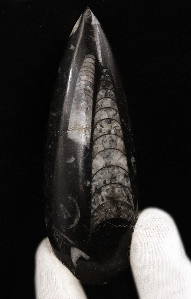 古生代デボン紀の海を遊泳していた、まっすぐな殻を持つイカやタコの仲間・オルソセラス(Orthoceras)の化石(その1)