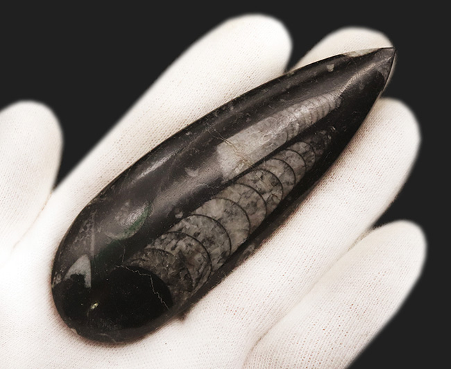 古生代デボン紀の海を遊泳していた、まっすぐな殻を持つイカやタコの仲間・オルソセラス(Orthoceras)の化石(その2)