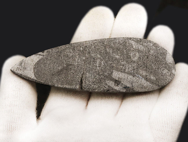 古生代デボン紀の海を遊泳していた、まっすぐな殻を持つイカやタコの仲間・オルソセラス(Orthoceras)の化石(その3)