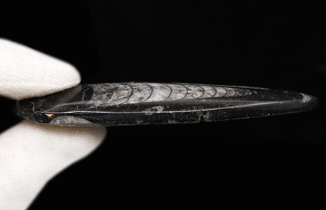 古生代デボン紀の海を遊泳していた、まっすぐな殻を持つイカやタコの仲間・オルソセラス(Orthoceras)の化石(その4)
