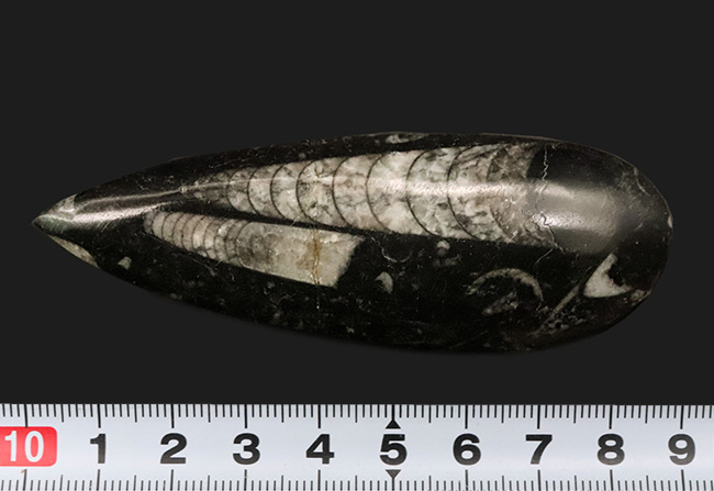 古生代デボン紀の海を遊泳していた、まっすぐな殻を持つイカやタコの仲間・オルソセラス(Orthoceras)の化石(その5)