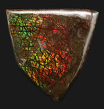 ドラゴンスキン！カナダ・アルバータの自然が生み出した生物由来の宝石、アンモライト（Ammolite）のピース