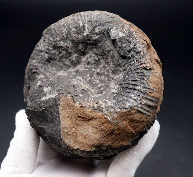 歴史と権威に裏付けられたすこぶる希少な標本、１９６５年３月１８日に採集された、国産異常巻きアンモナイト、ディディモセラス（Didymoceras）の化石。希少なオールドコレクション標本、淡路島鎧崎産（その1）