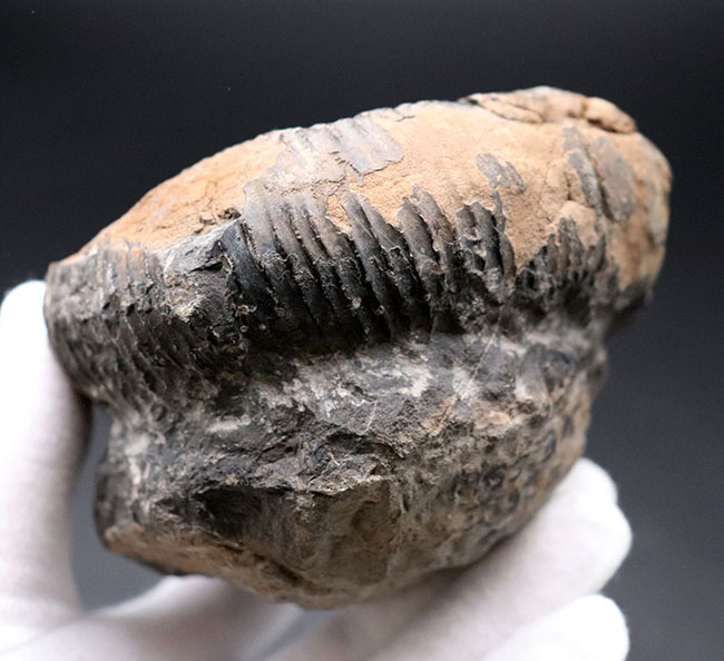 歴史と権威に裏付けられたすこぶる希少な標本、１９６５年３月１８日に採集された、国産異常巻きアンモナイト、ディディモセラス（Didymoceras）の化石。希少なオールドコレクション標本、淡路島鎧崎産（その2）