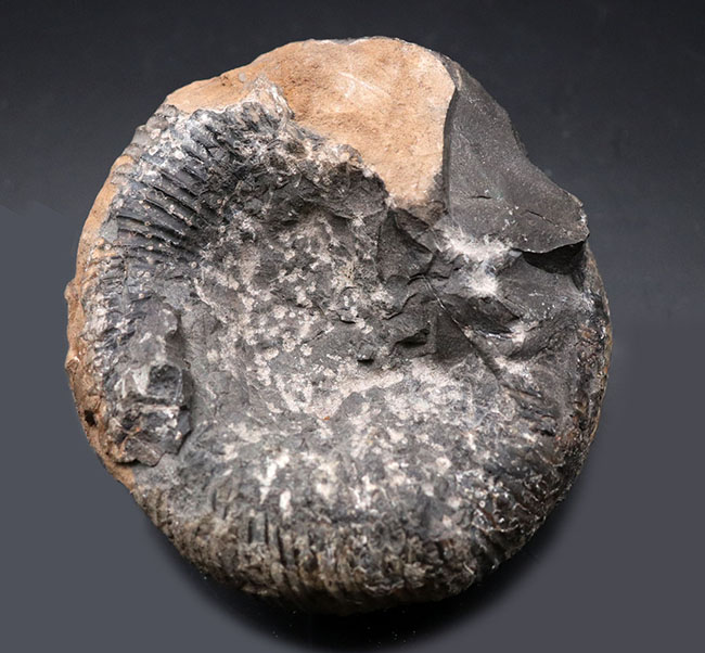 歴史と権威に裏付けられたすこぶる希少な標本、１９６５年３月１８日に採集された、国産異常巻きアンモナイト、ディディモセラス（Didymoceras）の化石。希少なオールドコレクション標本、淡路島鎧崎産（その3）