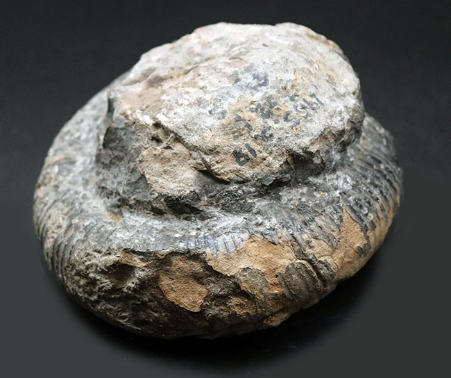 歴史と権威に裏付けられたすこぶる希少な標本、１９６５年３月１８日に採集された、国産異常巻きアンモナイト、ディディモセラス（Didymoceras）の化石。希少なオールドコレクション標本、淡路島鎧崎産（その4）