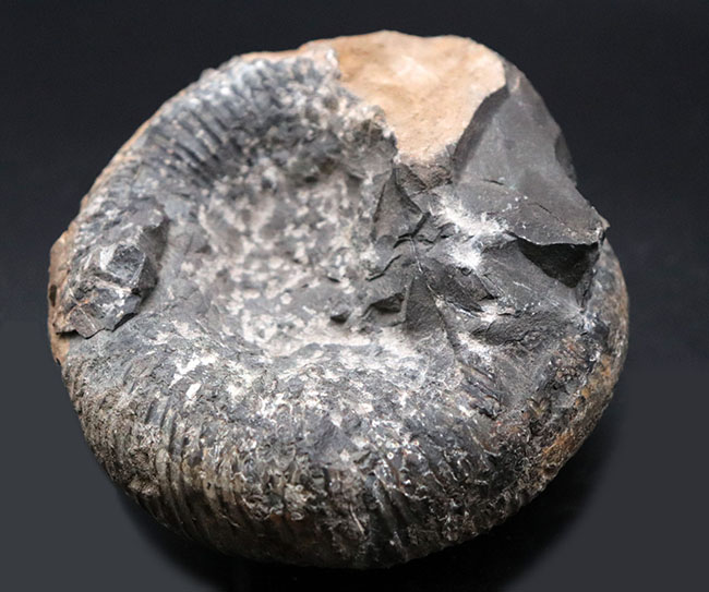 歴史と権威に裏付けられたすこぶる希少な標本、１９６５年３月１８日に採集された、国産異常巻きアンモナイト、ディディモセラス（Didymoceras）の化石。希少なオールドコレクション標本、淡路島鎧崎産（その6）