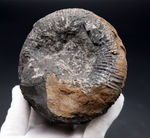 歴史と権威に裏付けられたすこぶる希少な標本、１９６５年３月１８日に採集された、国産異常巻きアンモナイト、ディディモセラス（Didymoceras）の化石。希少なオールドコレクション標本、淡路島鎧崎産