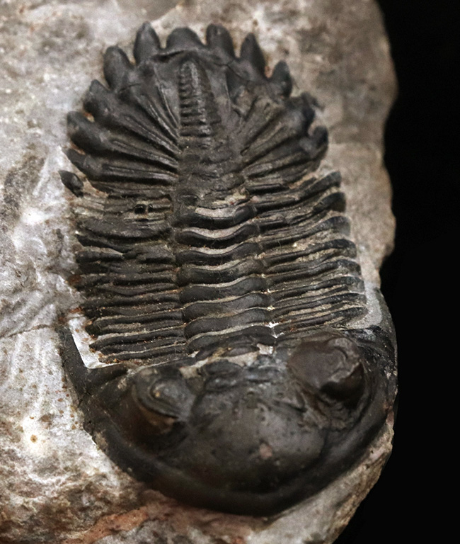 モロッコ産デボン紀の三葉虫、ホラルドプス・ハイフィンケリ(Hollardops hyfinkeli)の上質個体(その1)