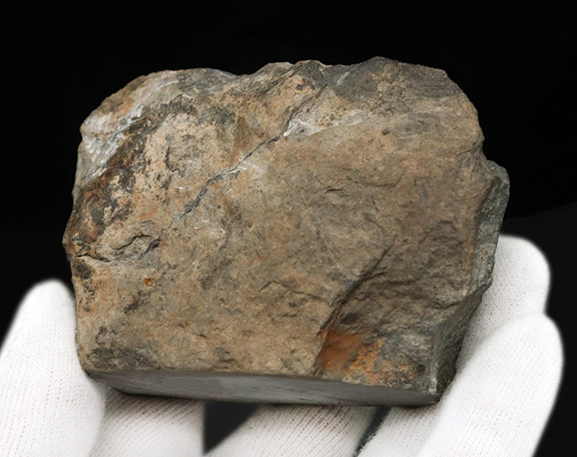 モロッコ産デボン紀の三葉虫、ホラルドプス・ハイフィンケリ(Hollardops hyfinkeli)の上質個体(その10)