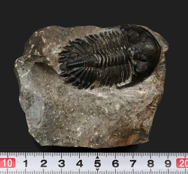 モロッコ産デボン紀の三葉虫、ホラルドプス・ハイフィンケリ(Hollardops hyfinkeli)の上質個体(その11)