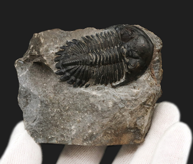 モロッコ産デボン紀の三葉虫、ホラルドプス・ハイフィンケリ(Hollardops hyfinkeli)の上質個体(その2)