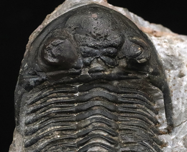 モロッコ産デボン紀の三葉虫、ホラルドプス・ハイフィンケリ(Hollardops hyfinkeli)の上質個体(その3)