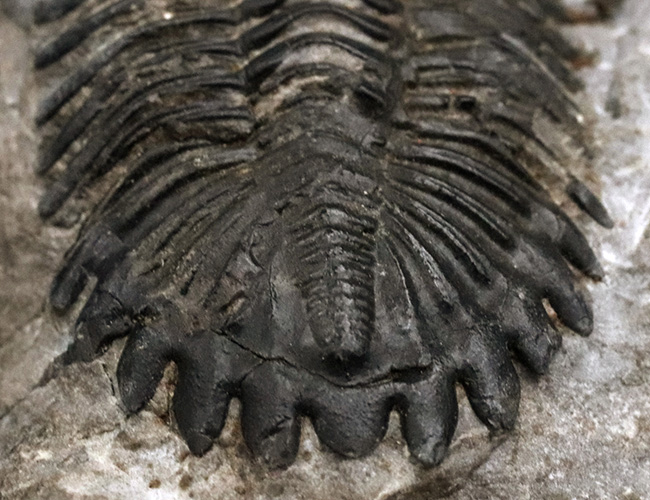 モロッコ産デボン紀の三葉虫、ホラルドプス・ハイフィンケリ(Hollardops hyfinkeli)の上質個体(その4)