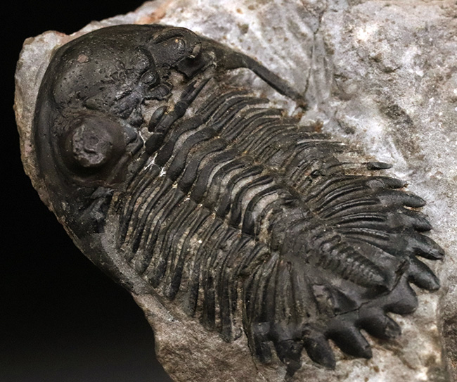 モロッコ産デボン紀の三葉虫、ホラルドプス・ハイフィンケリ(Hollardops hyfinkeli)の上質個体(その5)